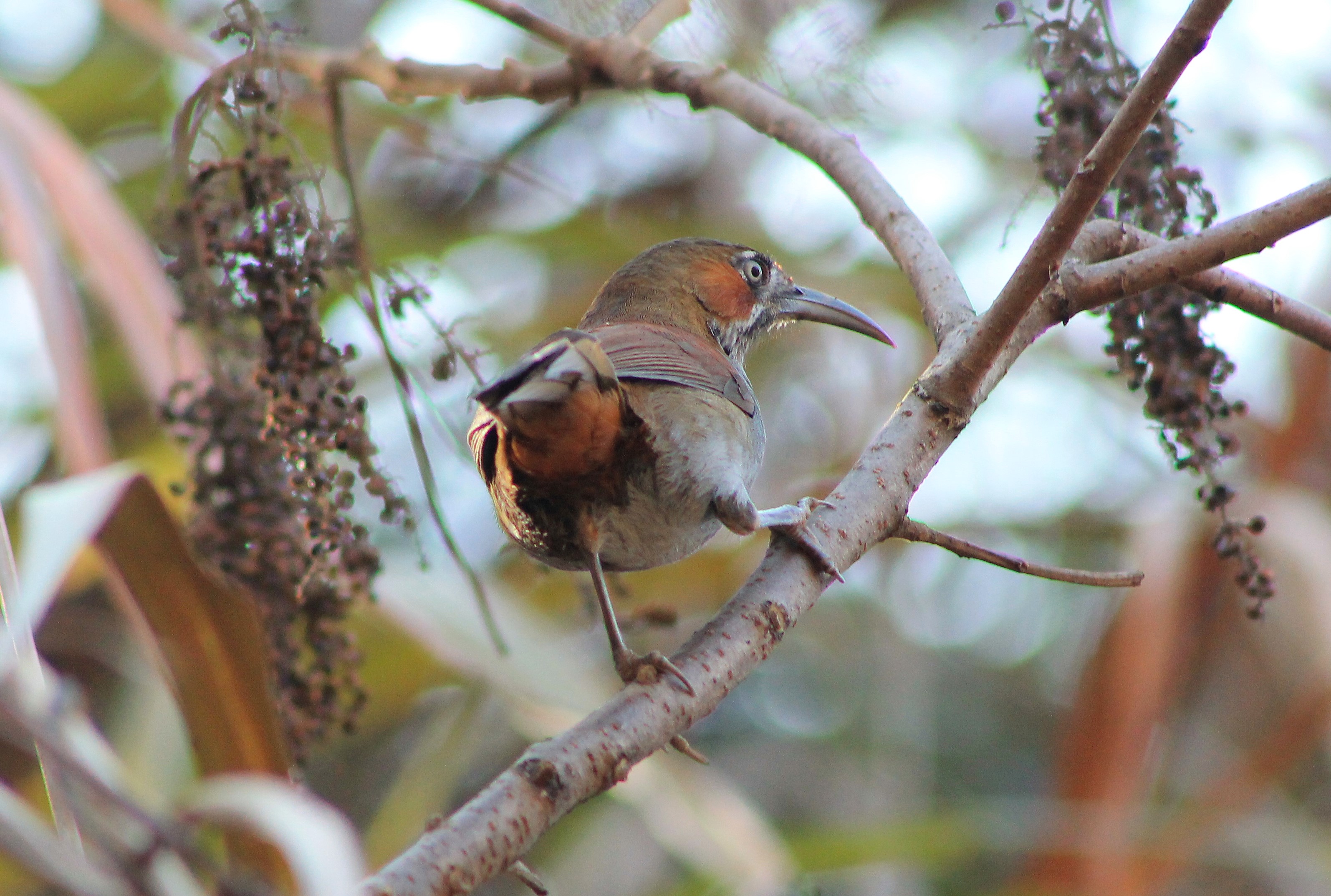 Grey-sided Scimitar-Babbler (Erythrogenys swinhoei)