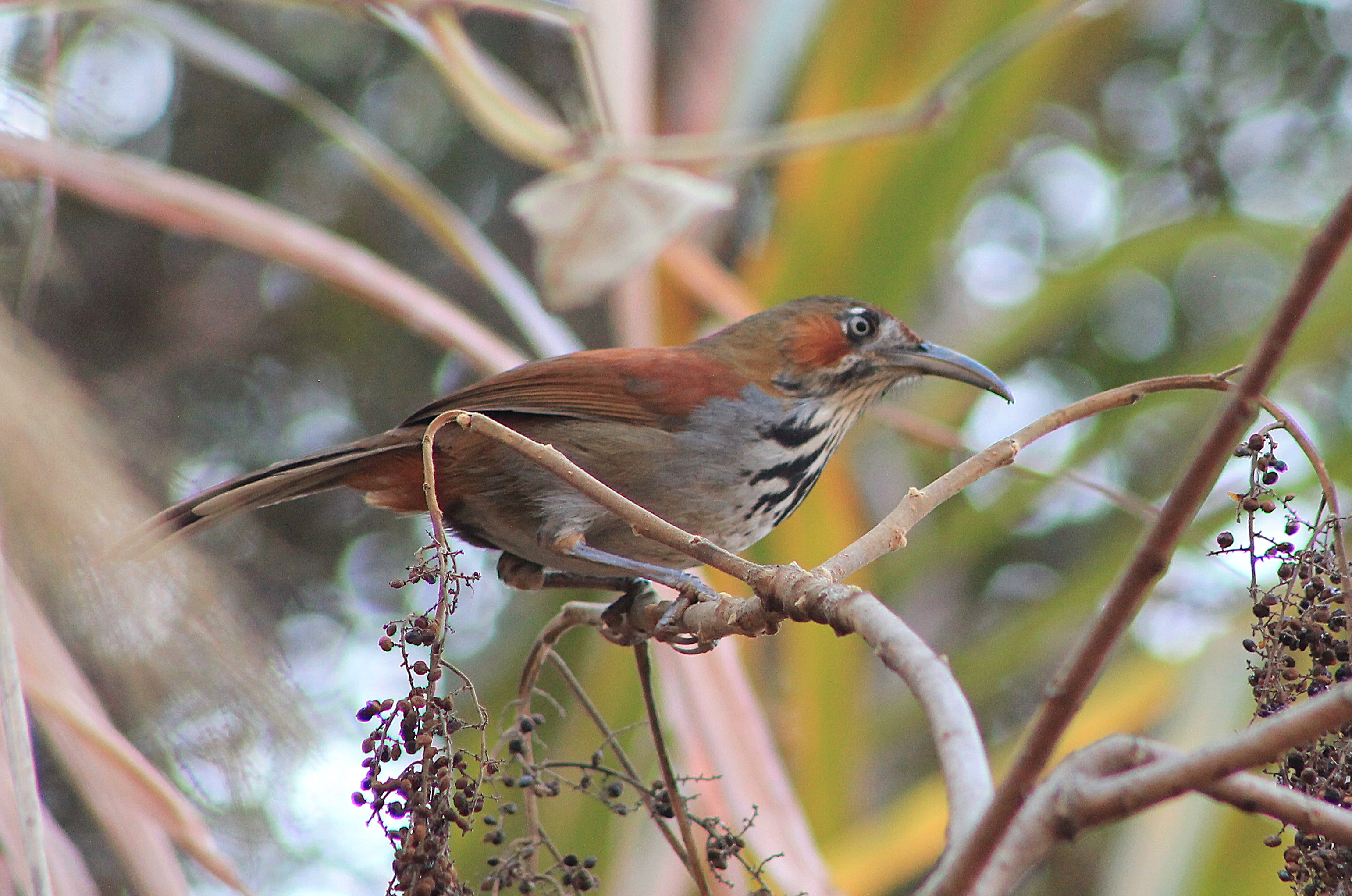 Grey-sided Scimitar-Babbler (Erythrogenys swinhoei)