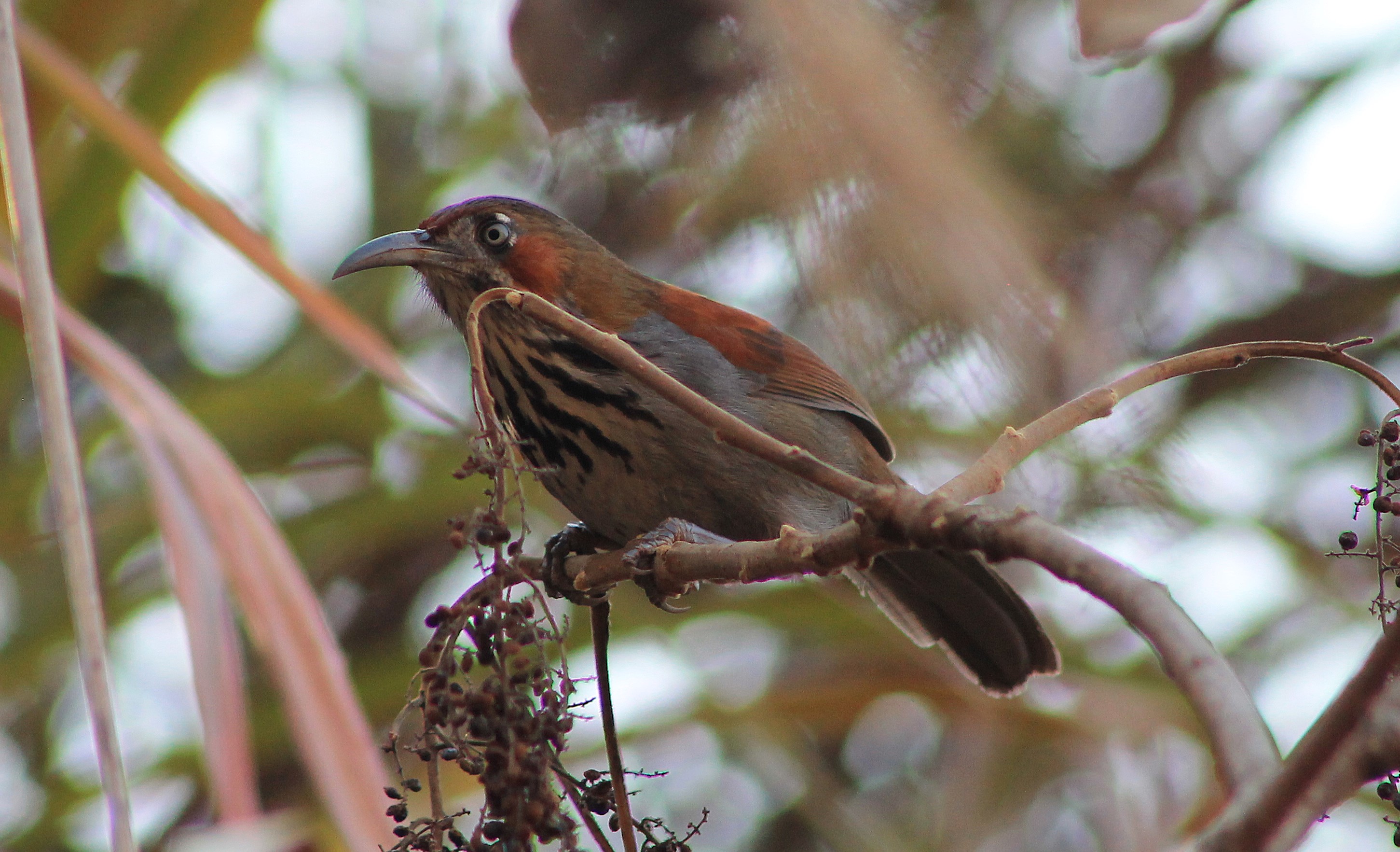 Grey-sided Scimitar-Babbler (Erythrogenys swinhoei)