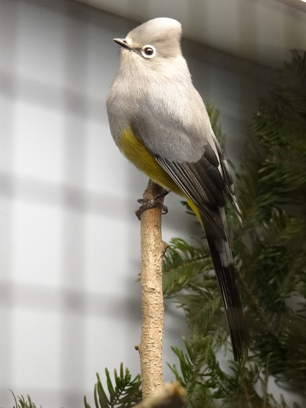 Grey-silky flycatcher