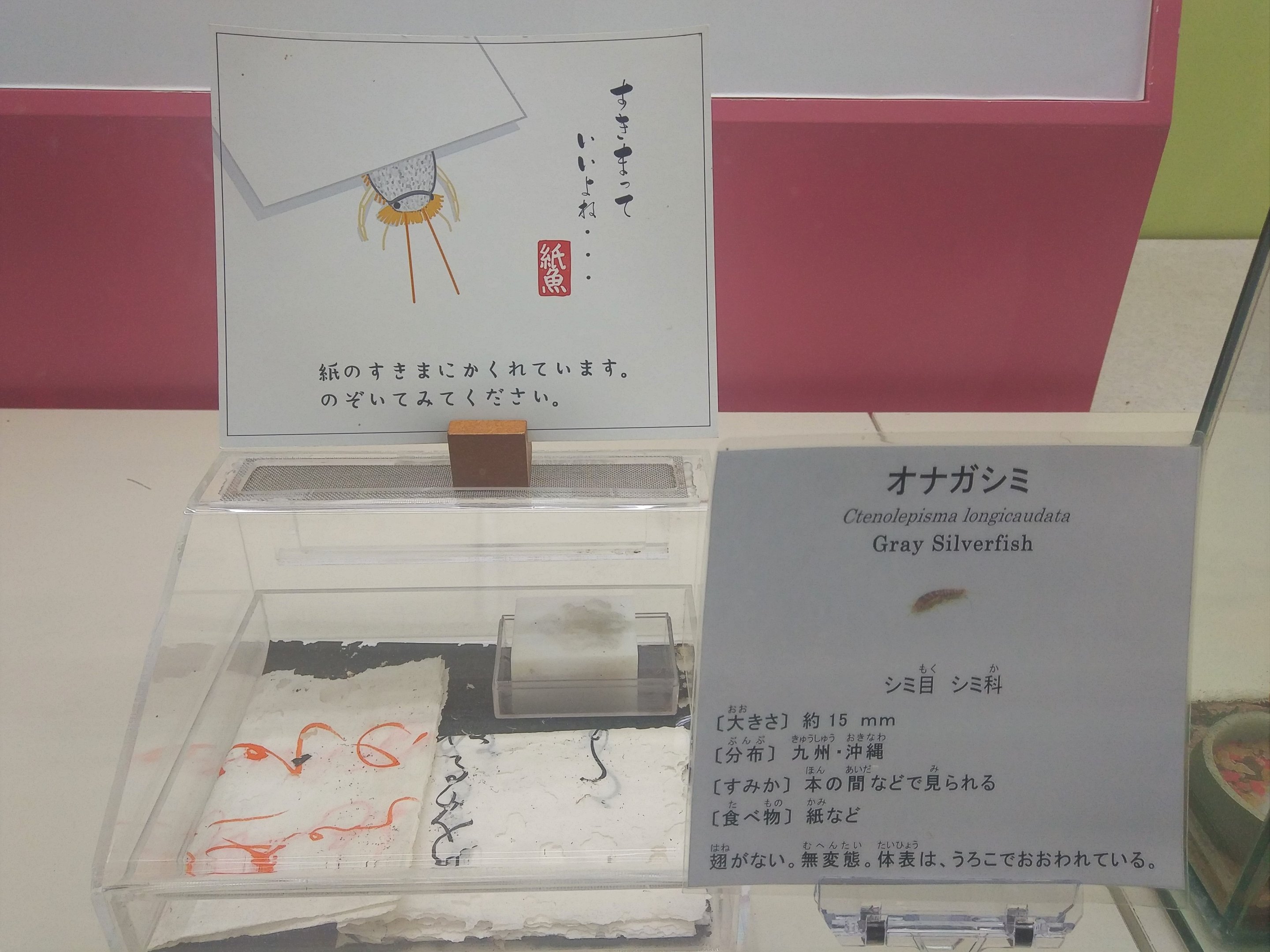 Grey Silverfish Exhibit