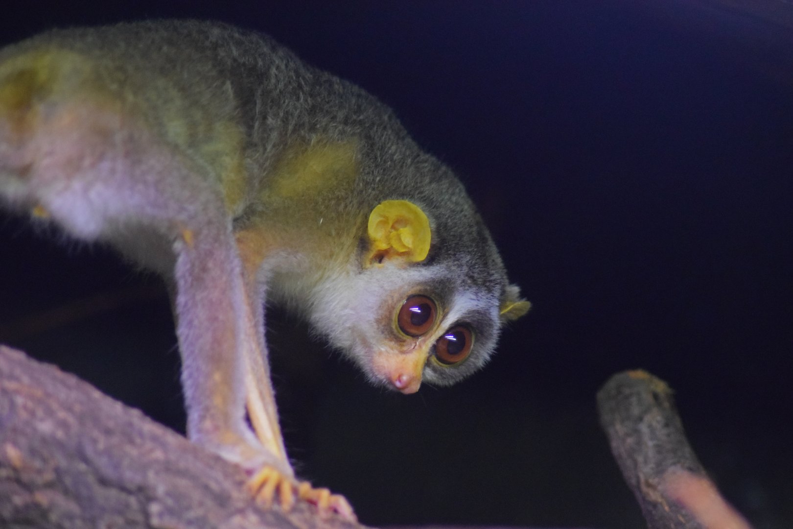 Grey slender loris, 25.10.2019
