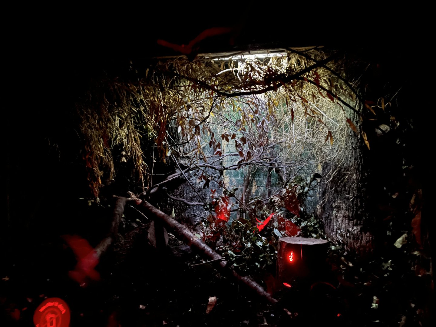 Grey slender loris enclosure 12.2.25