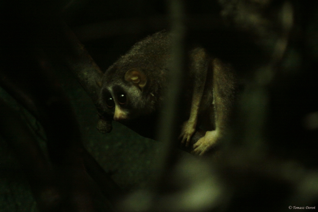 Grey Slender Loris (Loris lydekkarianus)