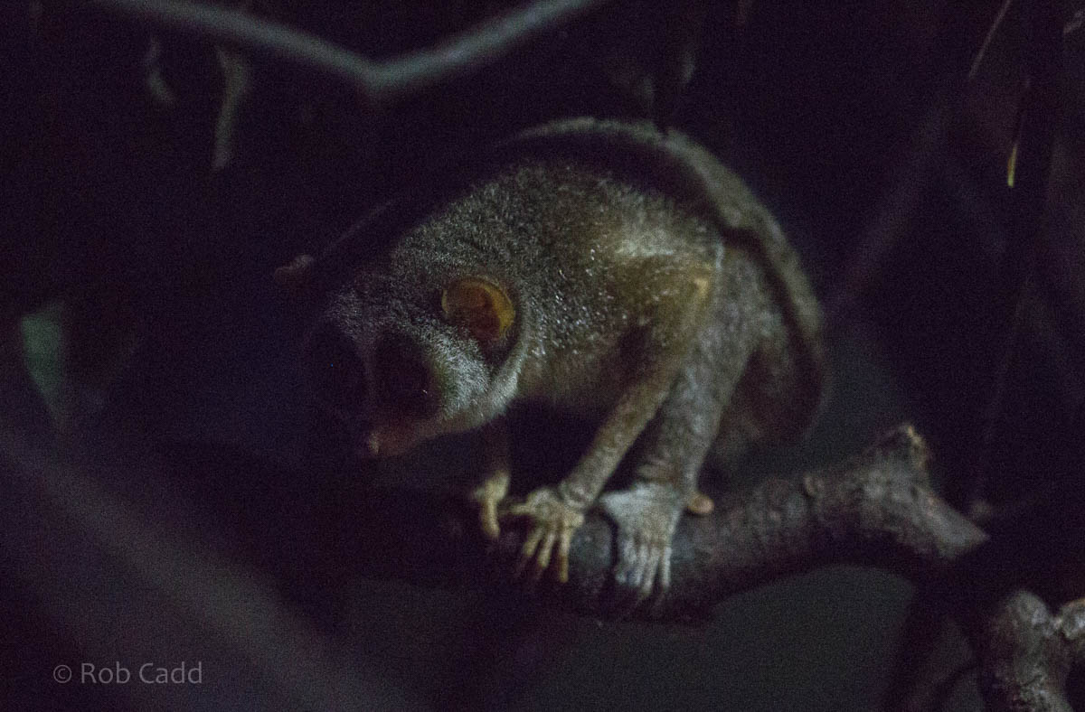 Grey slender loris : Shaldon : 24 Sep 2015