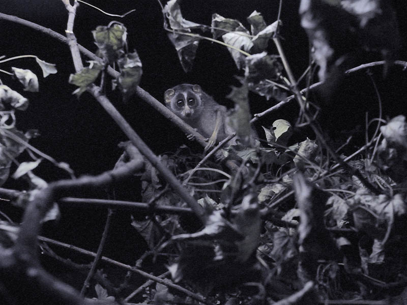 Grey slender loris