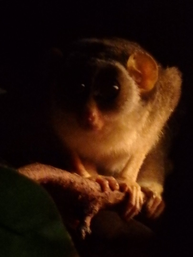 Grey slender loris