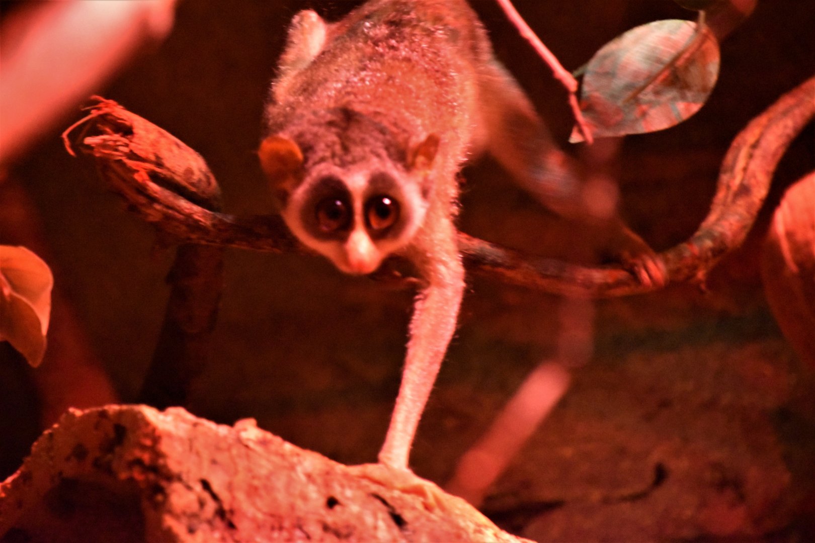 Grey slender loris