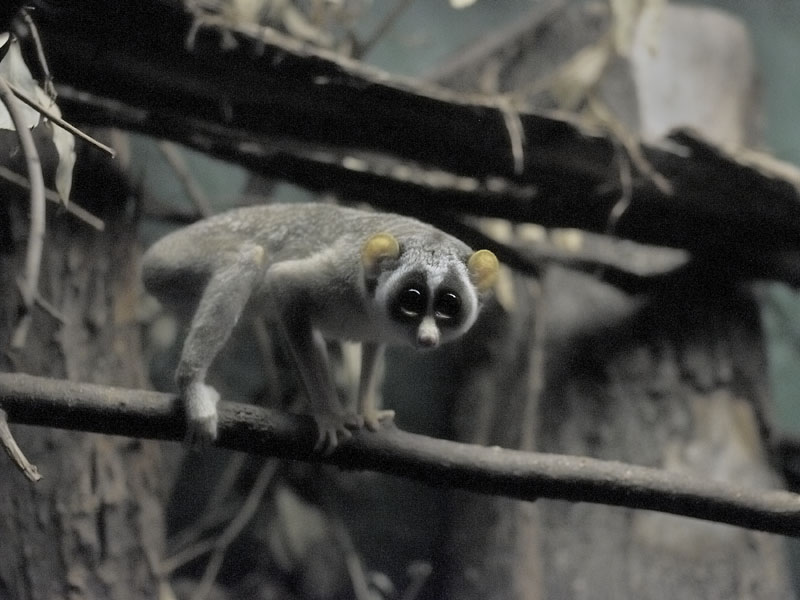 Grey slender Loris
