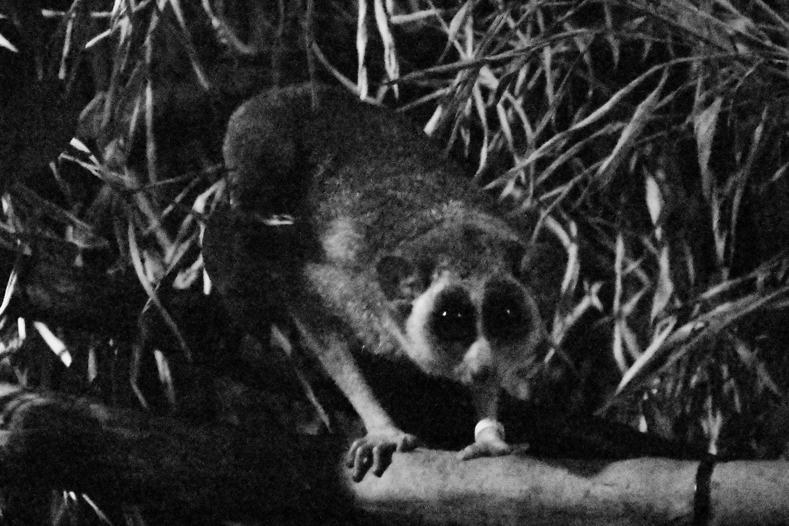 Grey slender loris