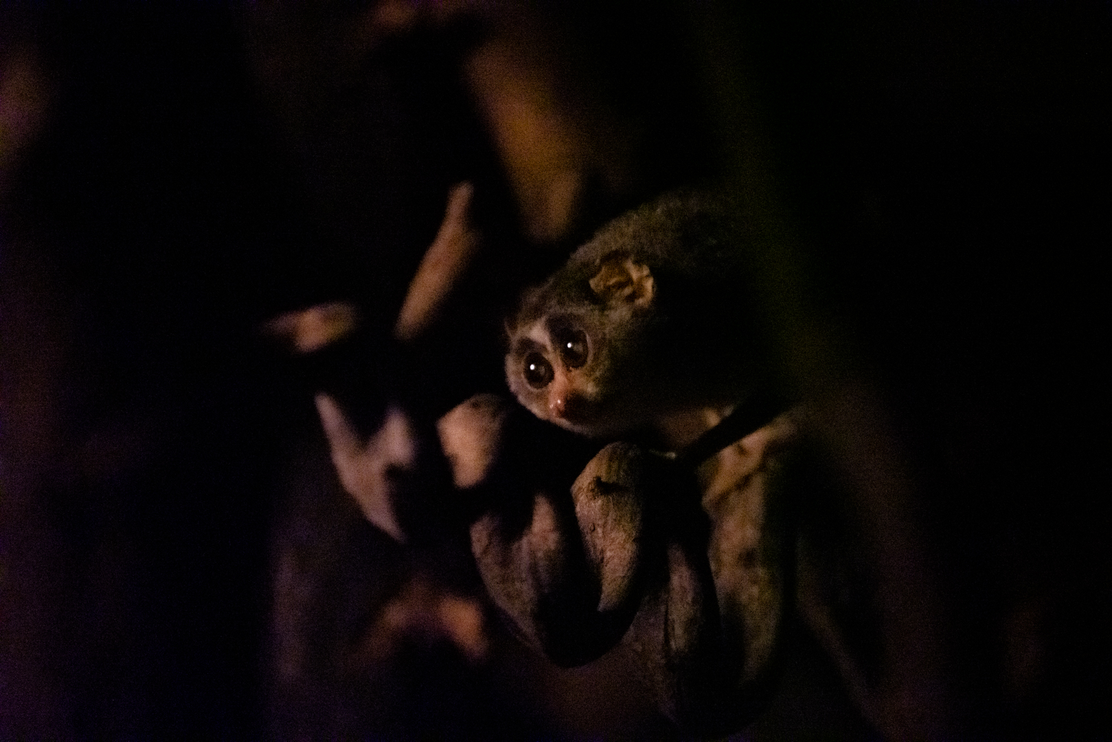 Grey slender loris