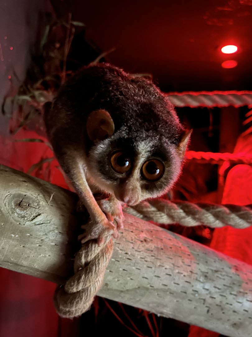 Grey Slender Loris