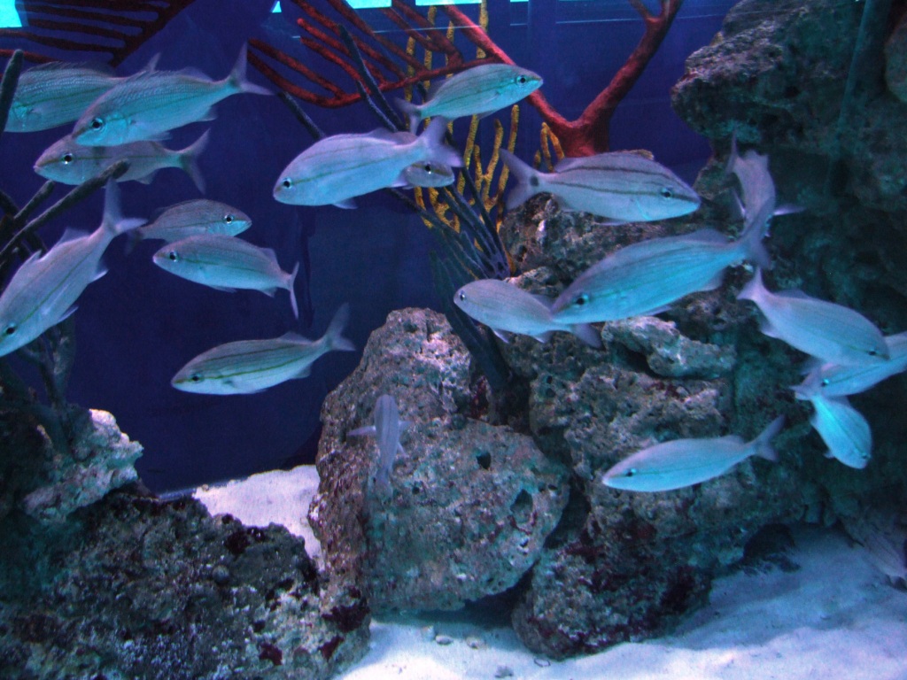 Grey Snappers at Miami Seaquarium, 16/10/13