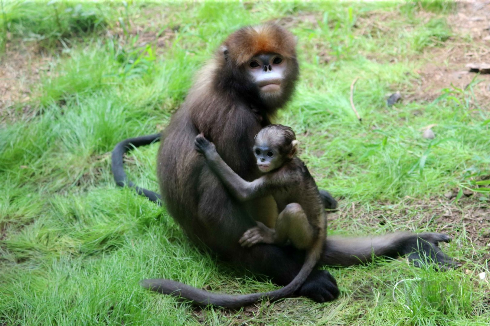 Grey snub-nosed monkey, July 2016