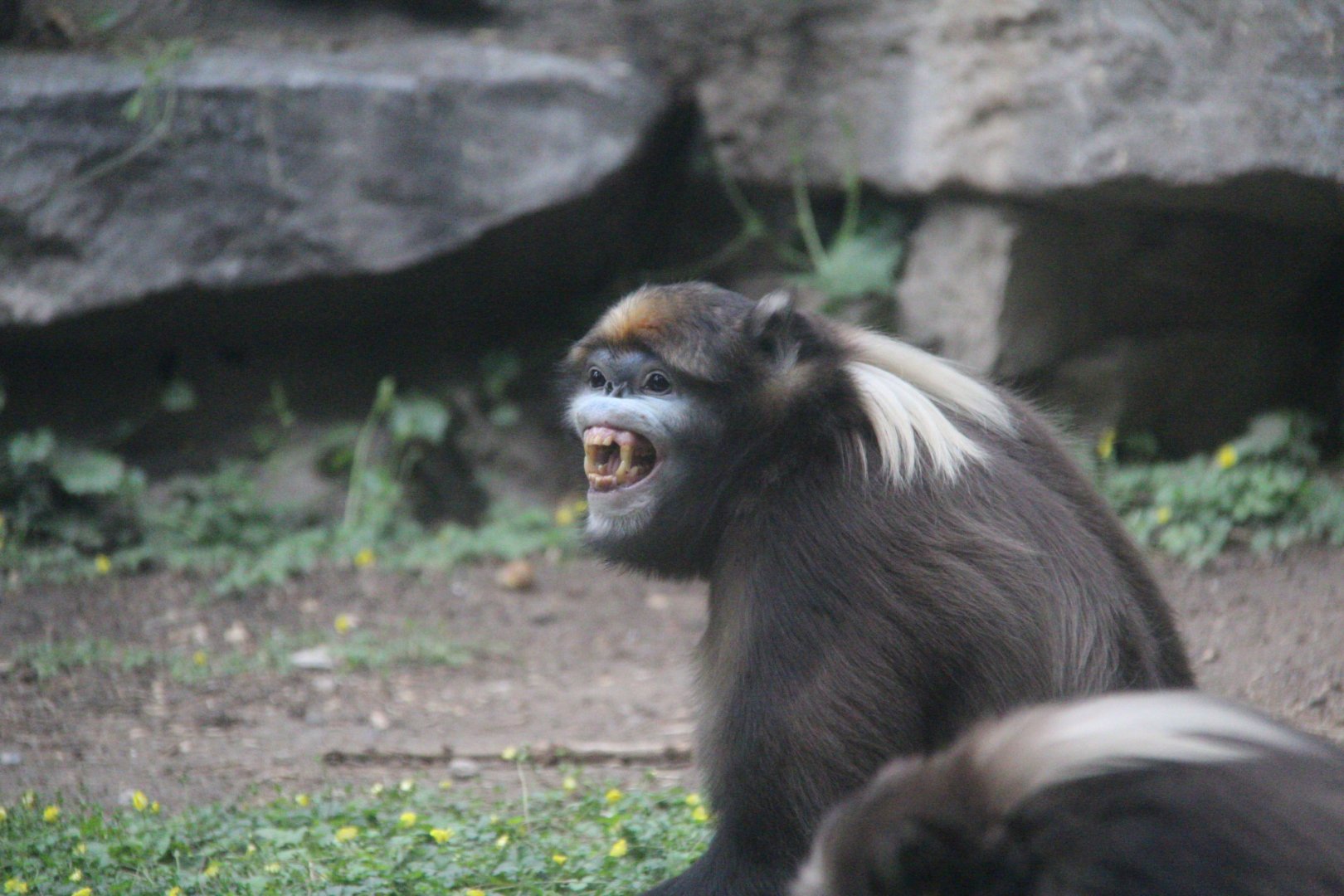 Grey snub-nosed monkey