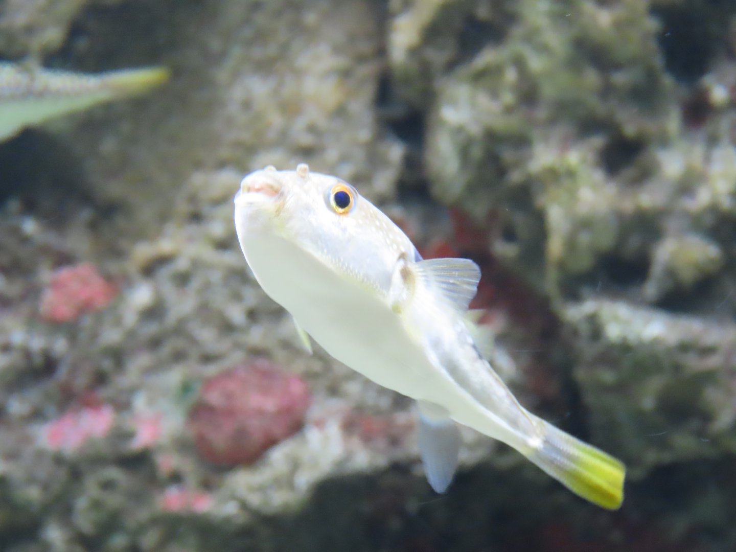 Grey spotted puffer (Takifugu alboplumbeus)