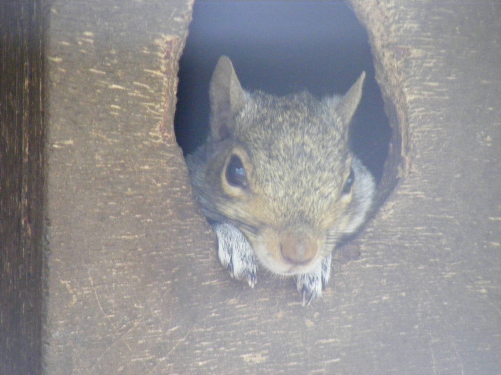 Grey squirrel at British Wildlife Centre, 29 May 2010