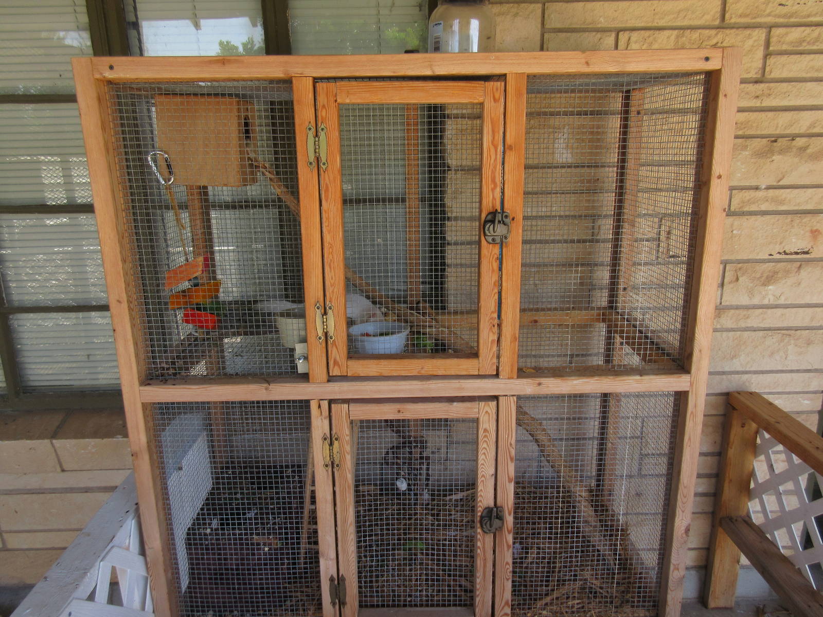 Grey Squirrel Exhibit (albino)