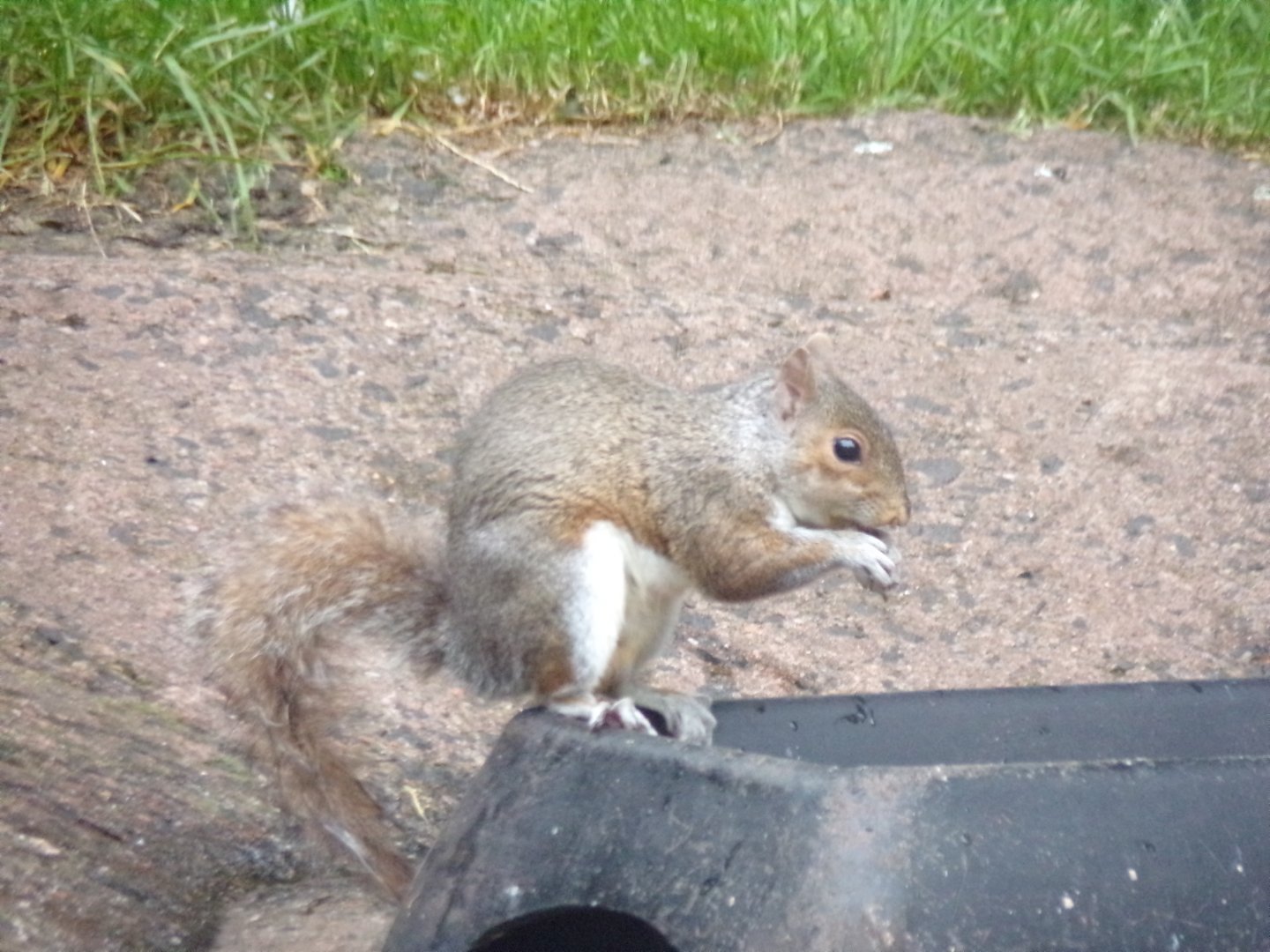 Grey squirrel in flamingo enclosure in the evening 22.7.23