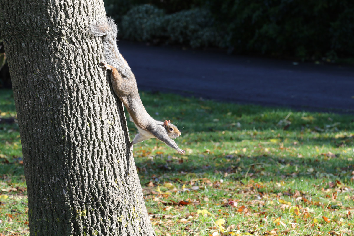 Grey Squirrel in Regent's Park, London 2/11/2018