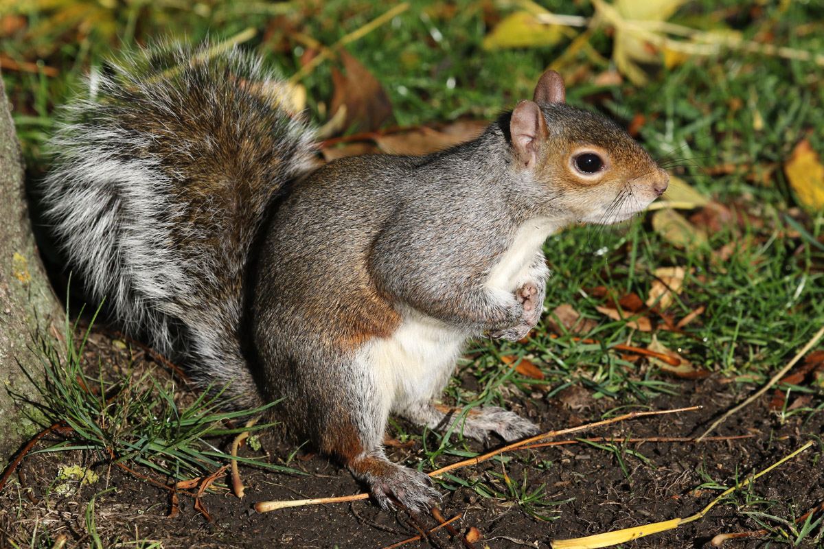 Grey Squirrel in Regent's Park, London. 2/11/2018