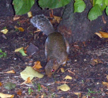 Grey Squirrel (Sciurus carolinensis)