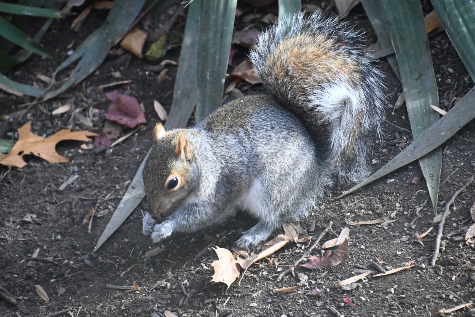 Grey squirrel (Sciurus carolinensis)