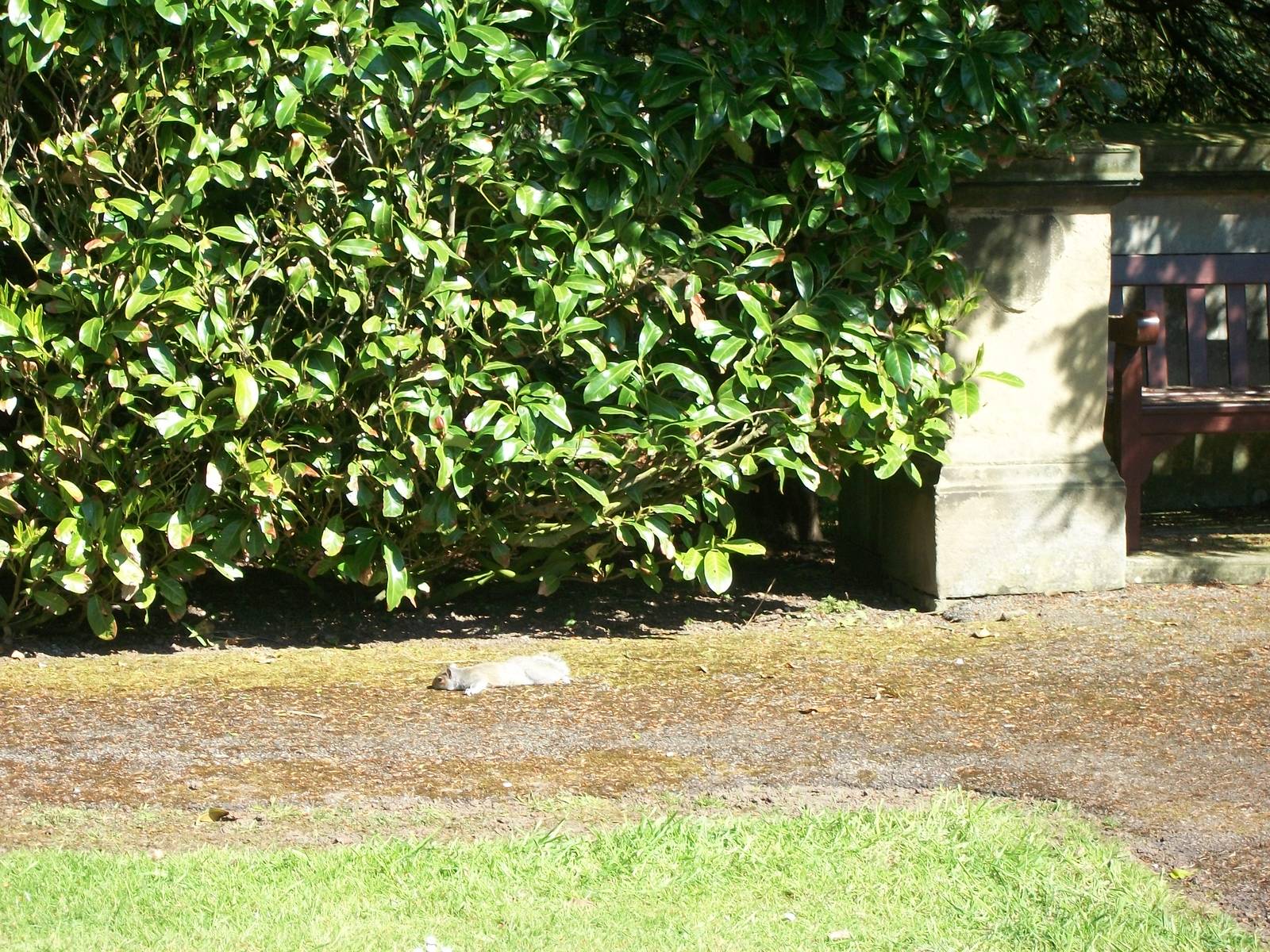 Grey Squirrel sunbathing in the gardens, 3rd May 2014
