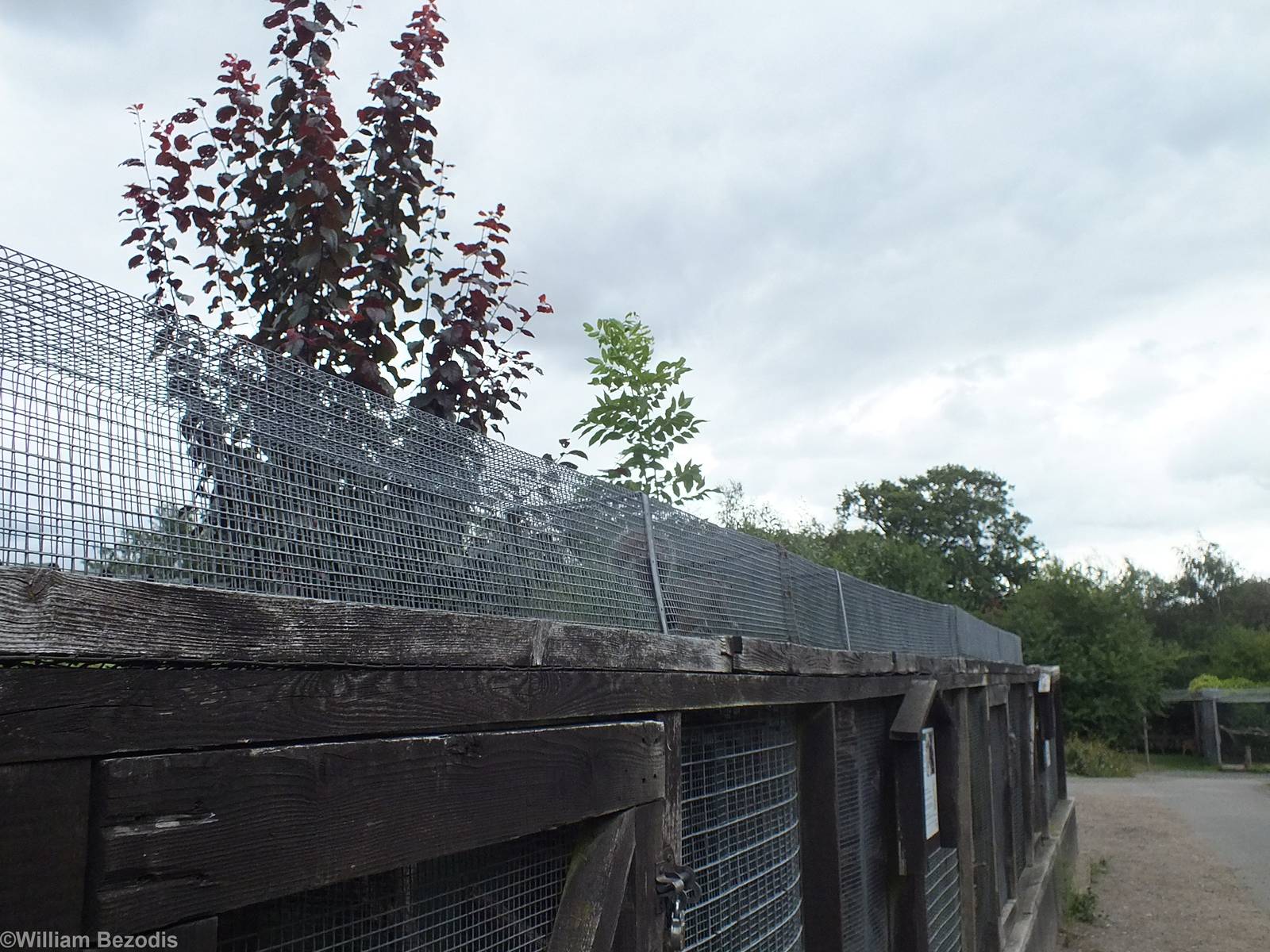 Grey Squirrel Walkway Going Across the top of Polcecat, Stoat and Weasel En