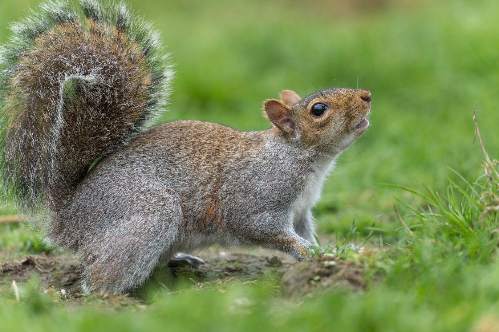 Grey Squirrel (wild) UK