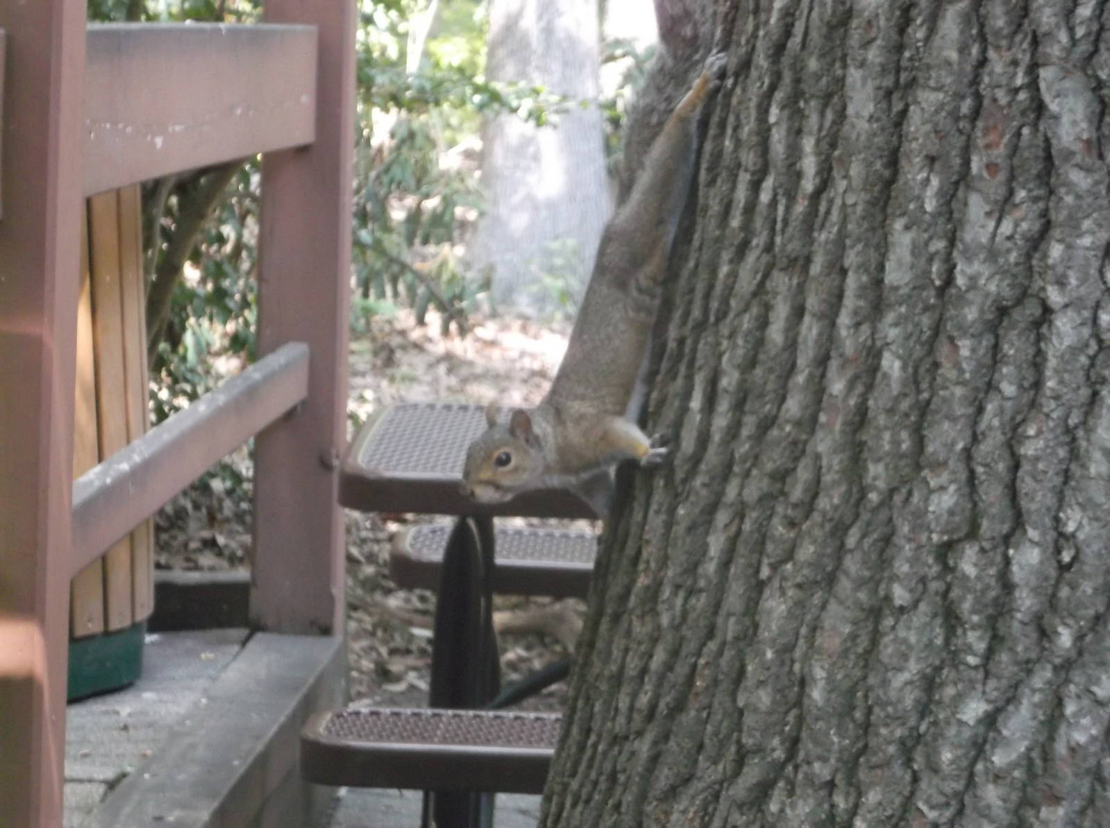 Grey Squirrel (Wild)