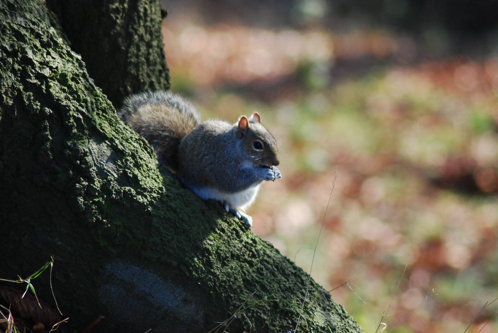 Grey Squirrel