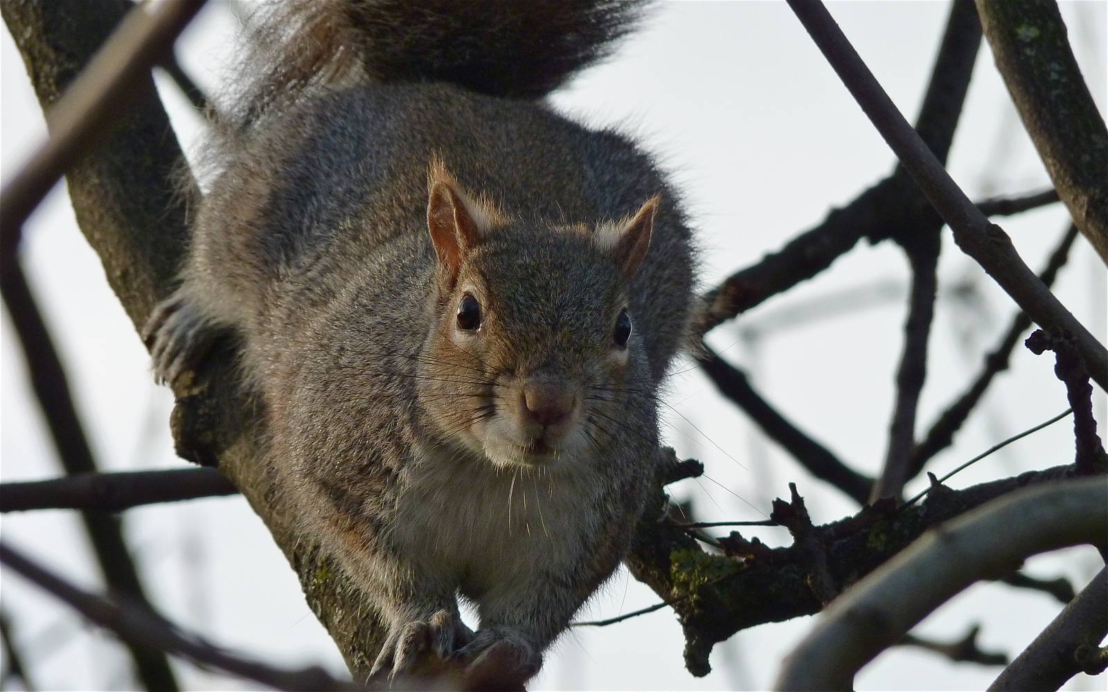 Grey Squirrel