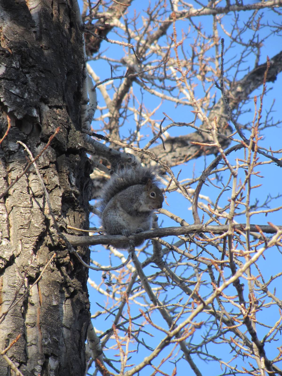 Grey Squirrel
