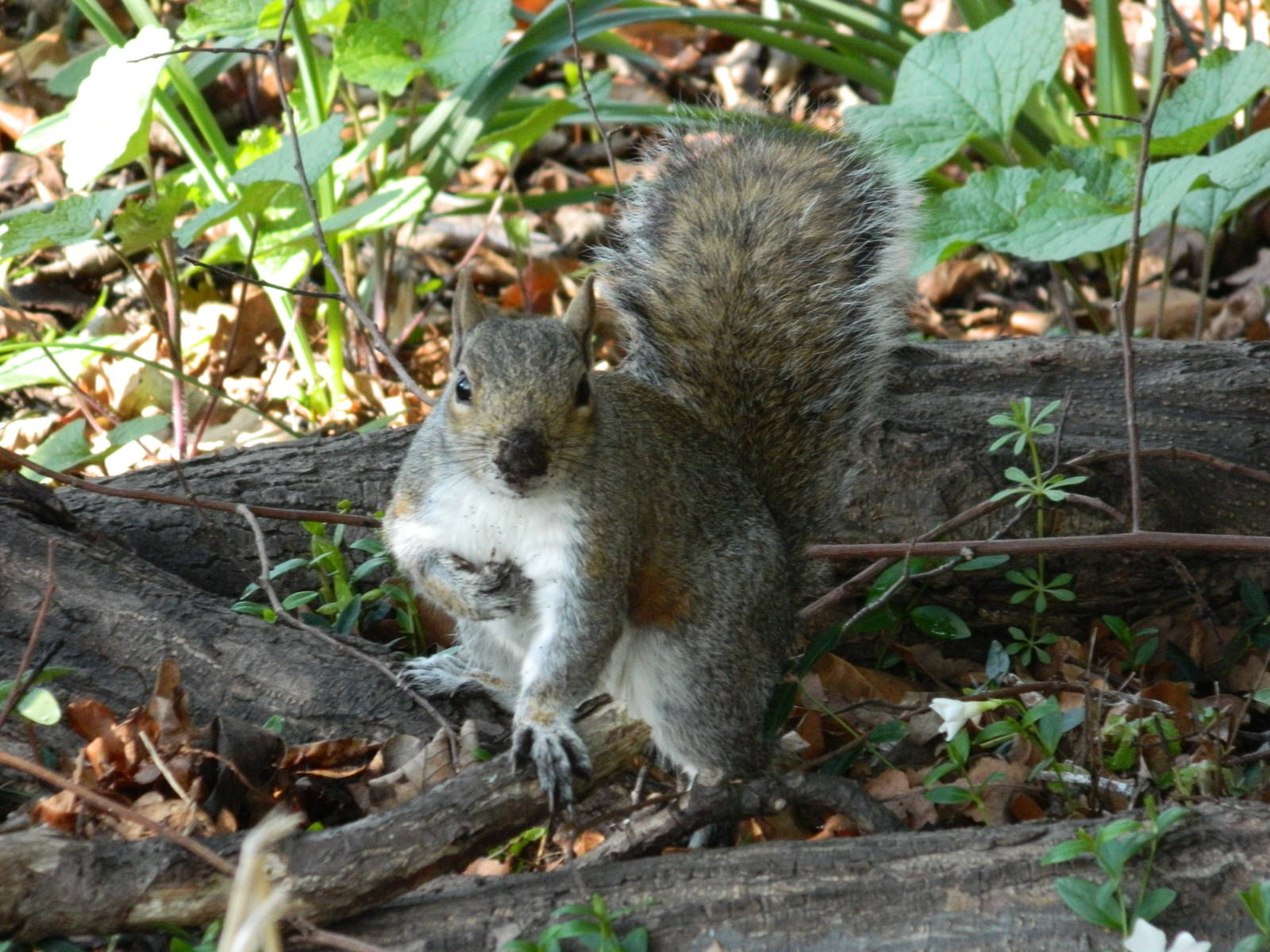 Grey Squirrel