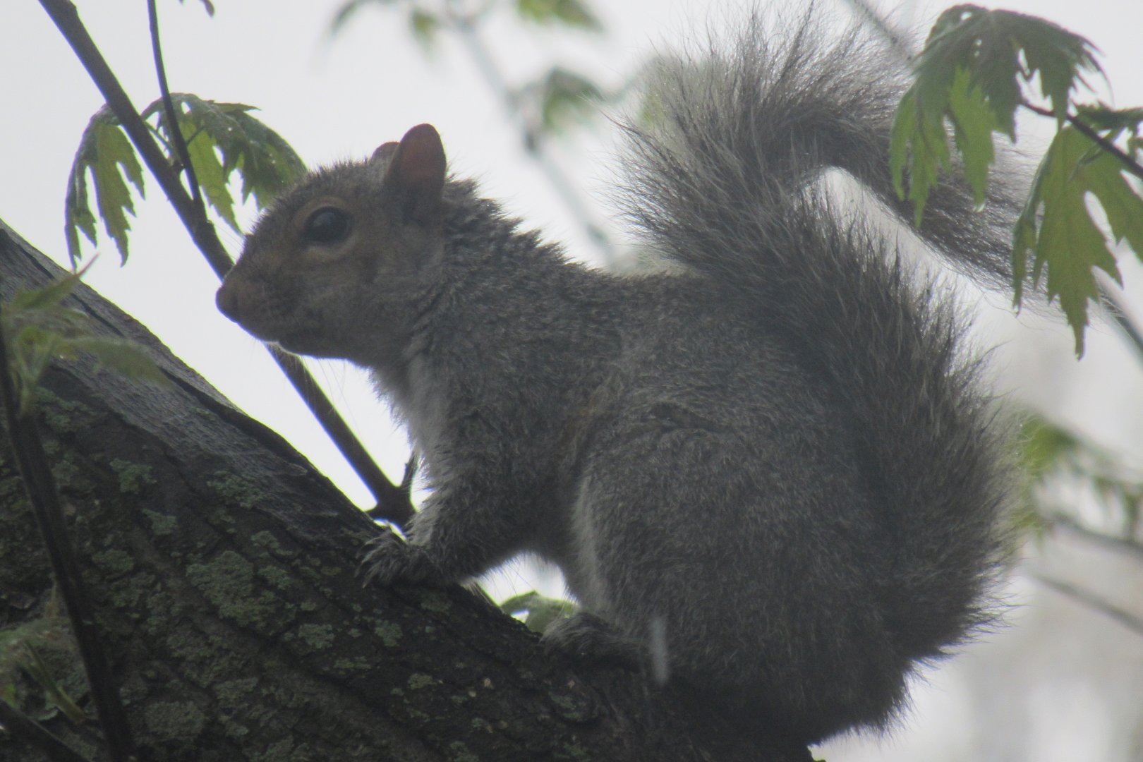 grey squirrel