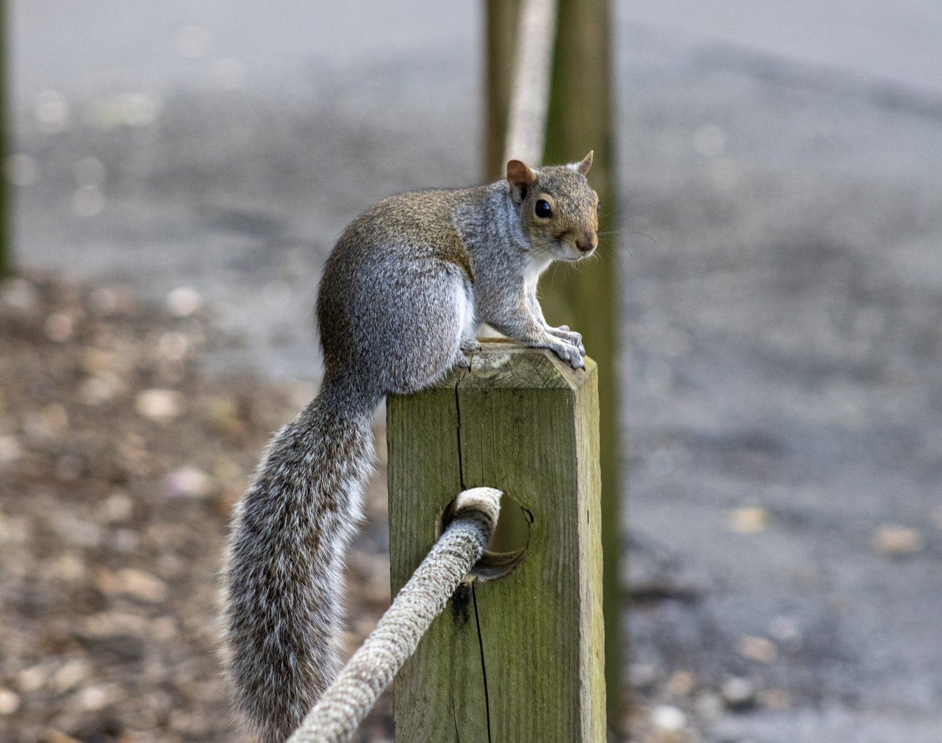 Grey Squirrel