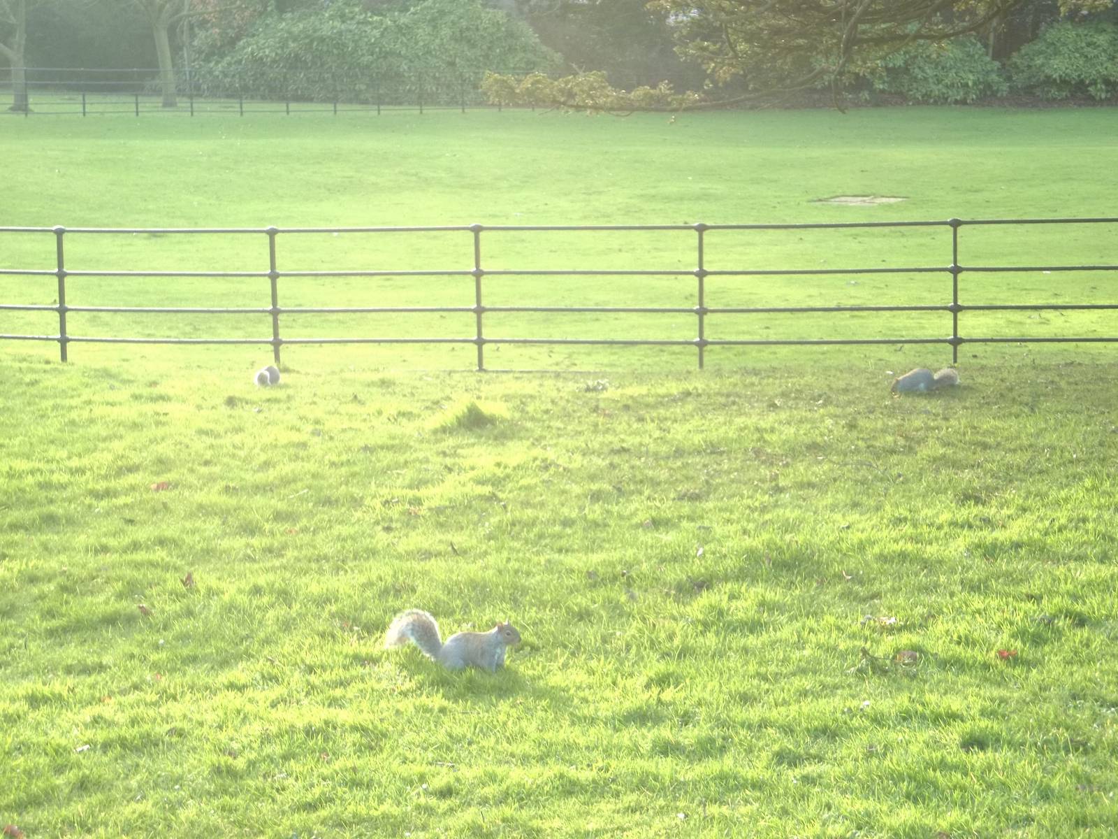 Grey Squirrels out in force in the gardens, 25th December 2014