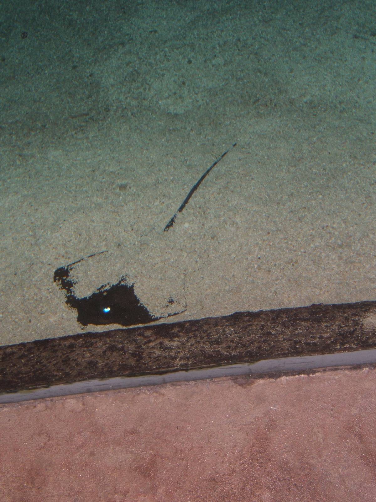 Grey Stingray (Dasytis kuhlii)