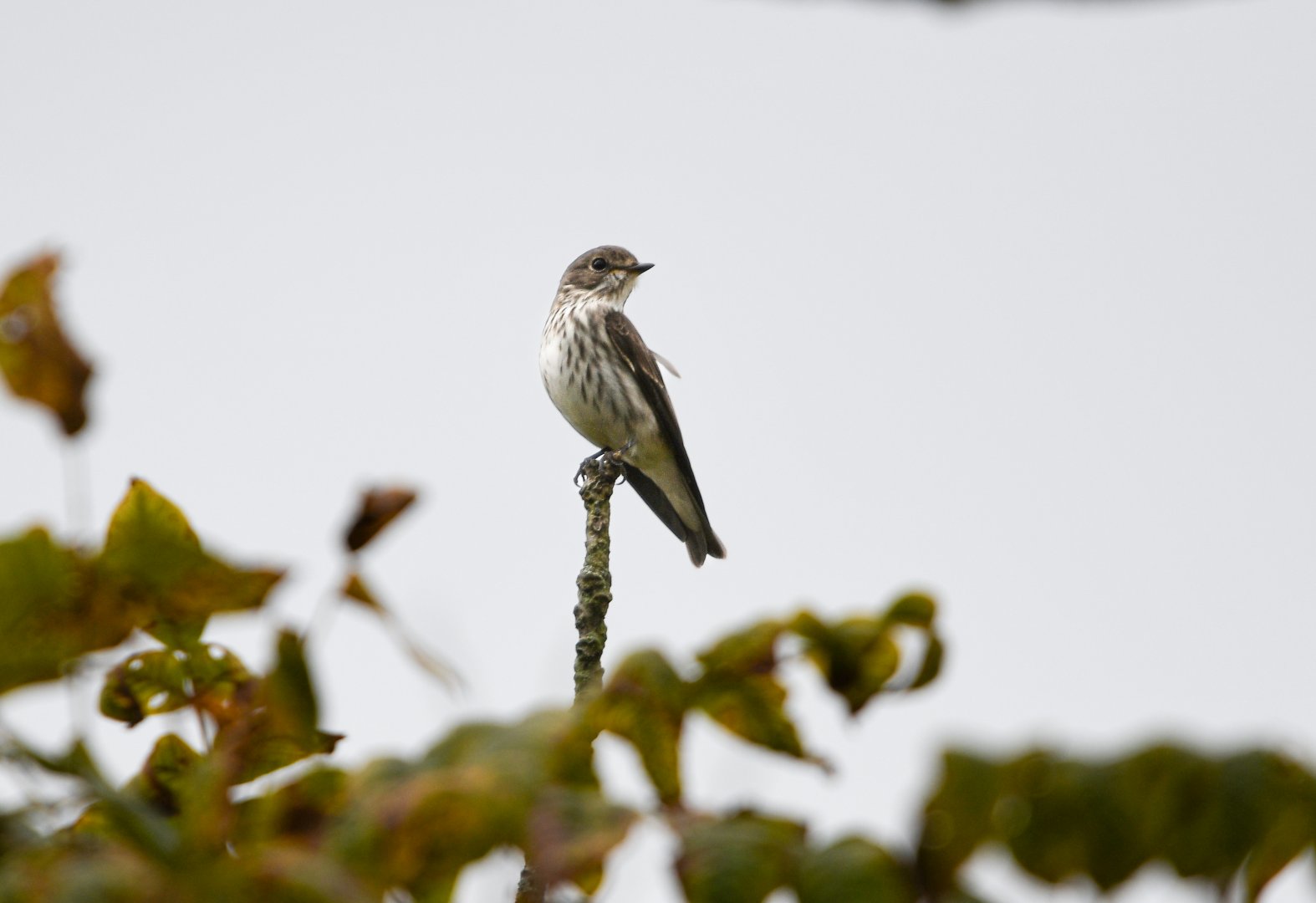 Grey Streaked Flycatcher ~ Nikko