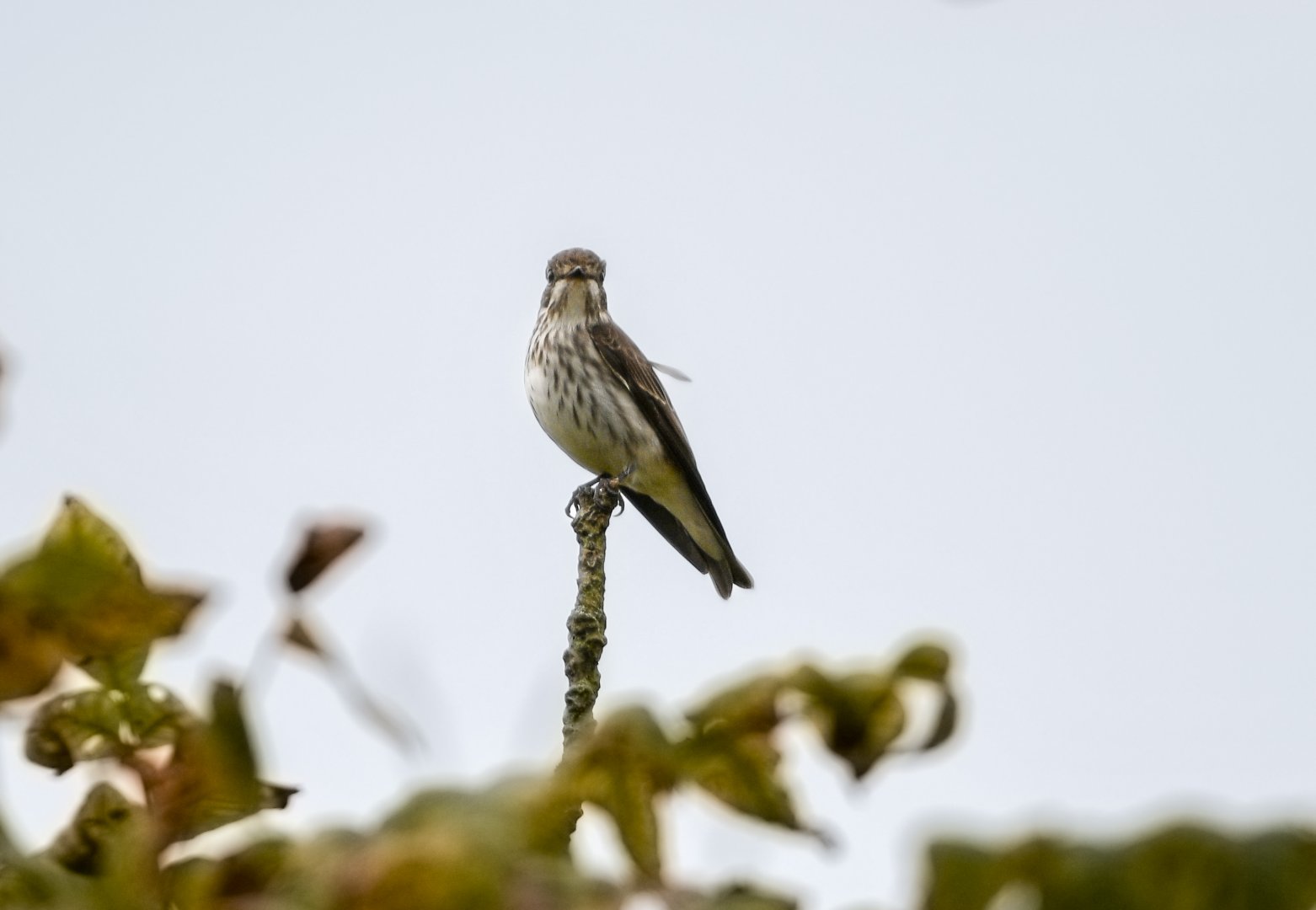 Grey Streaked Flycatcher ~ Nikko