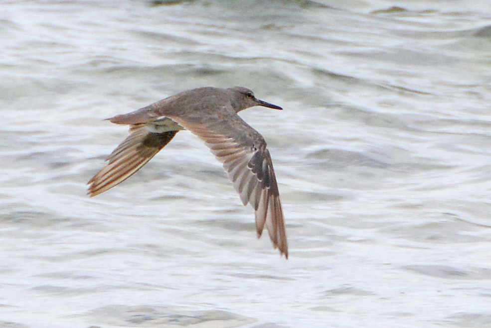 Grey-tailed tattler -- Cook Islands