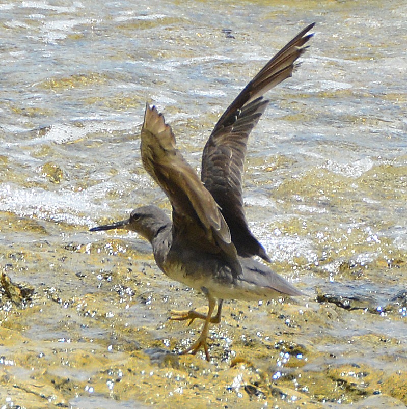 Grey-tailed tattler -- Cook Islands