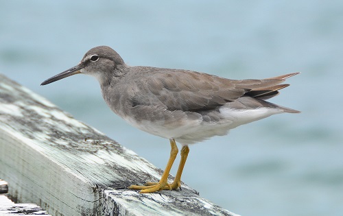 Grey-tailed tattler -- Cook Islands