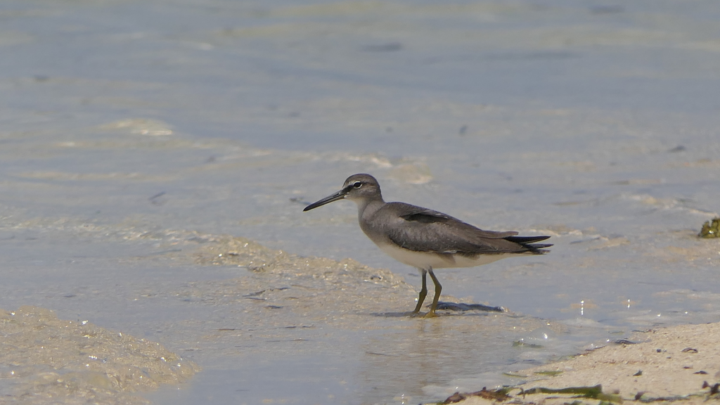 Grey-tailed Tattler - Green Island