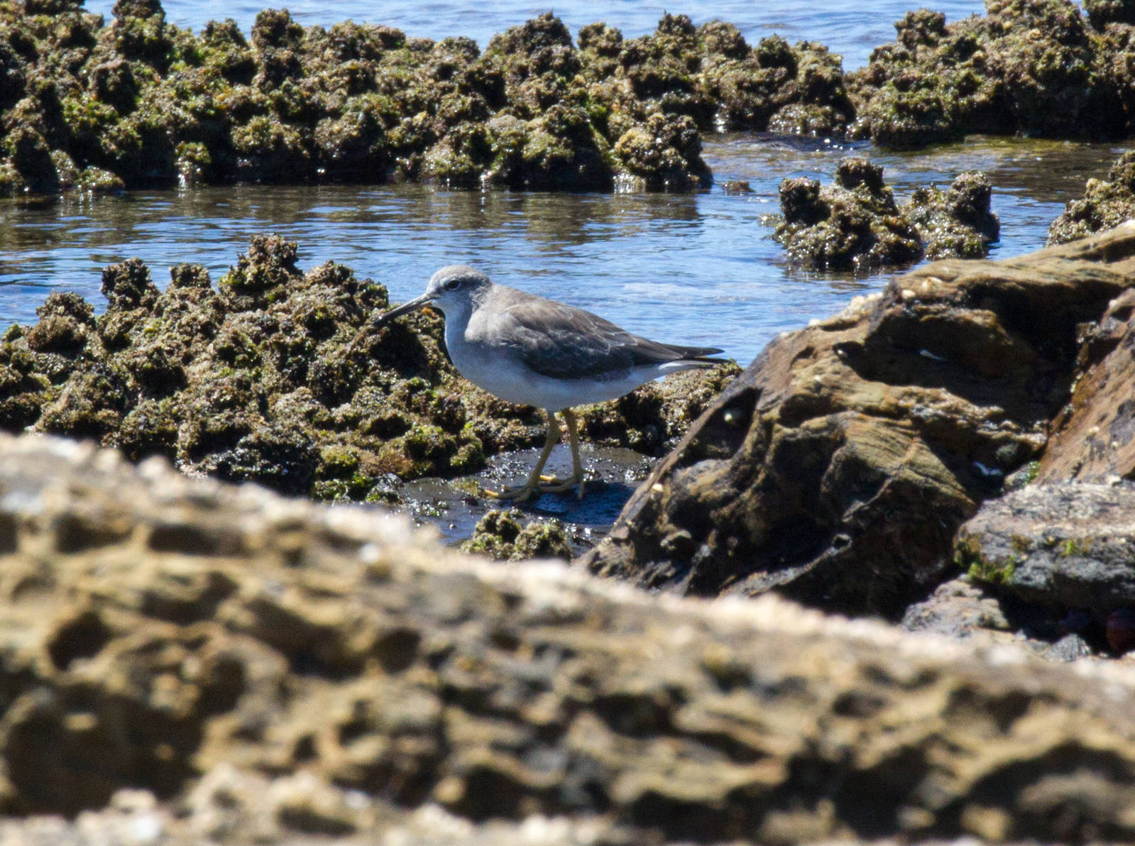 Grey-tailed Tattler