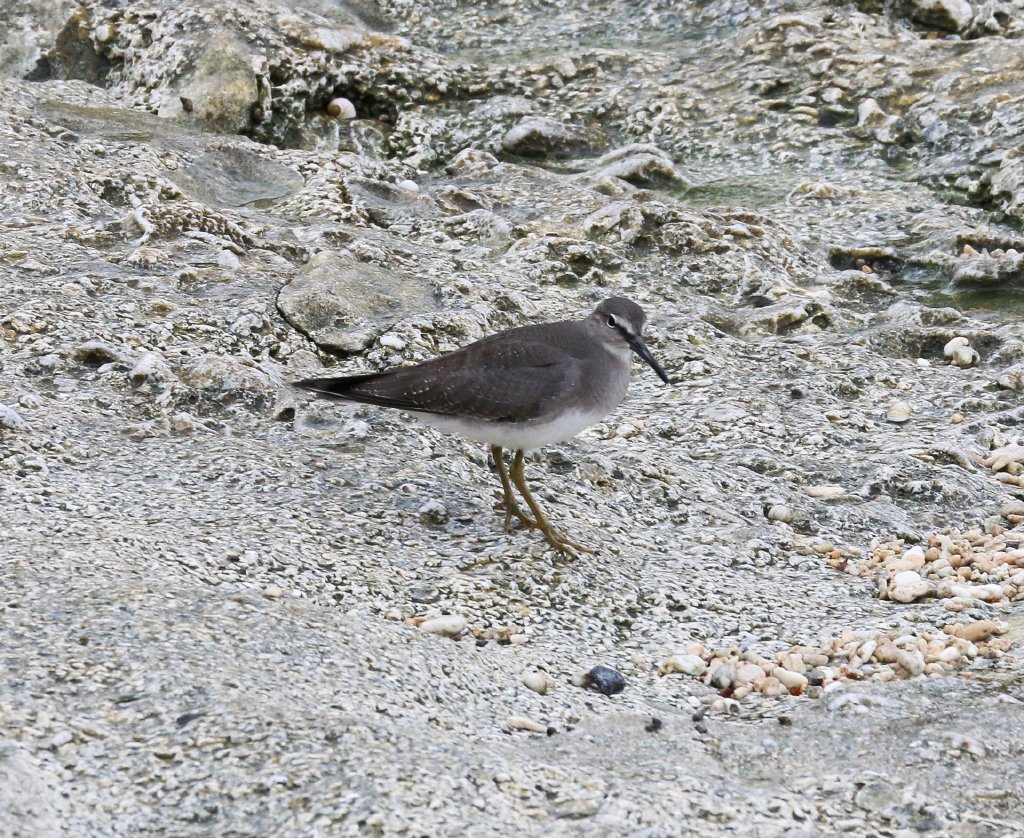 Grey-tailed Tattler