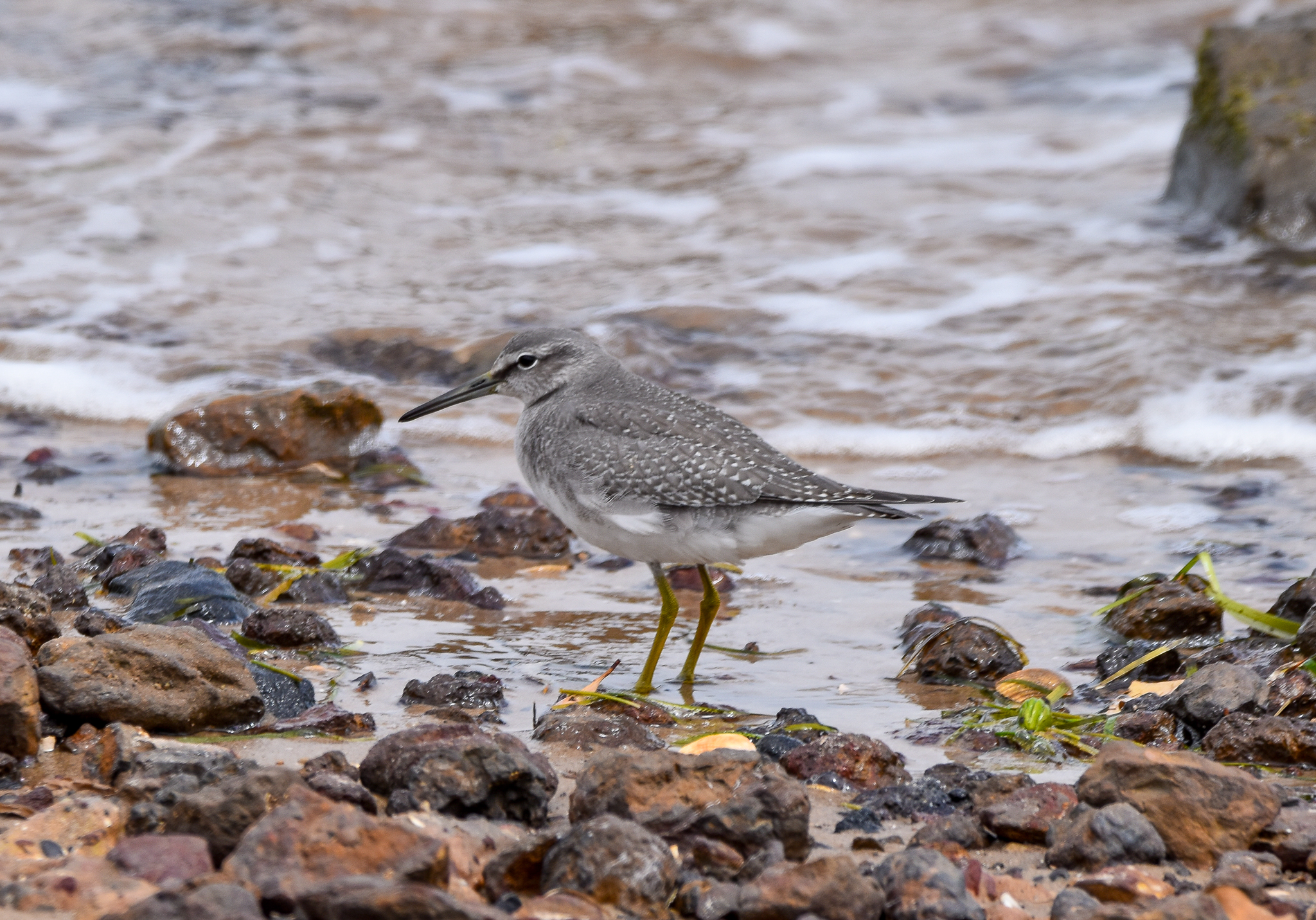 Grey-tailed Tattler