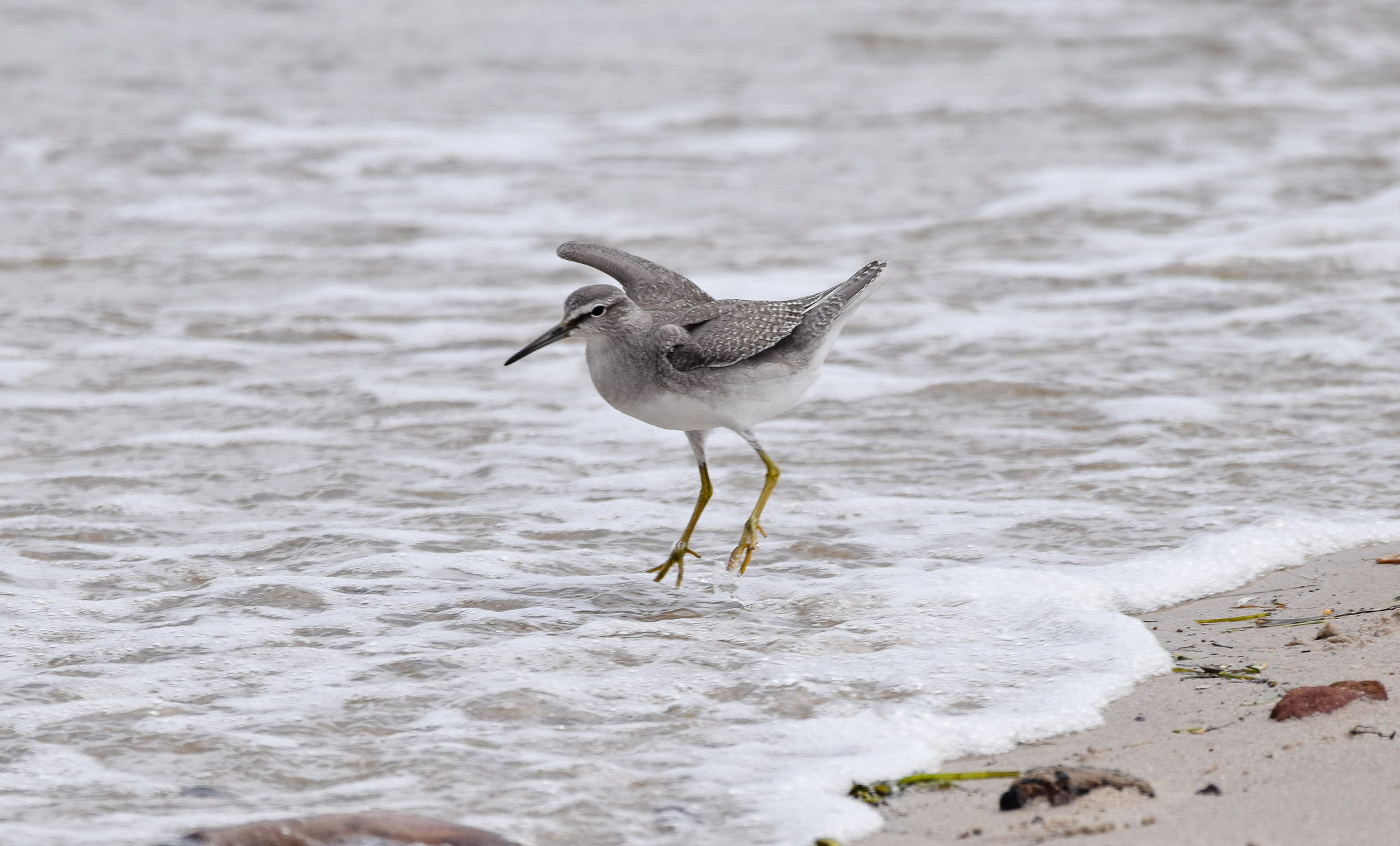 Grey-tailed Tattler