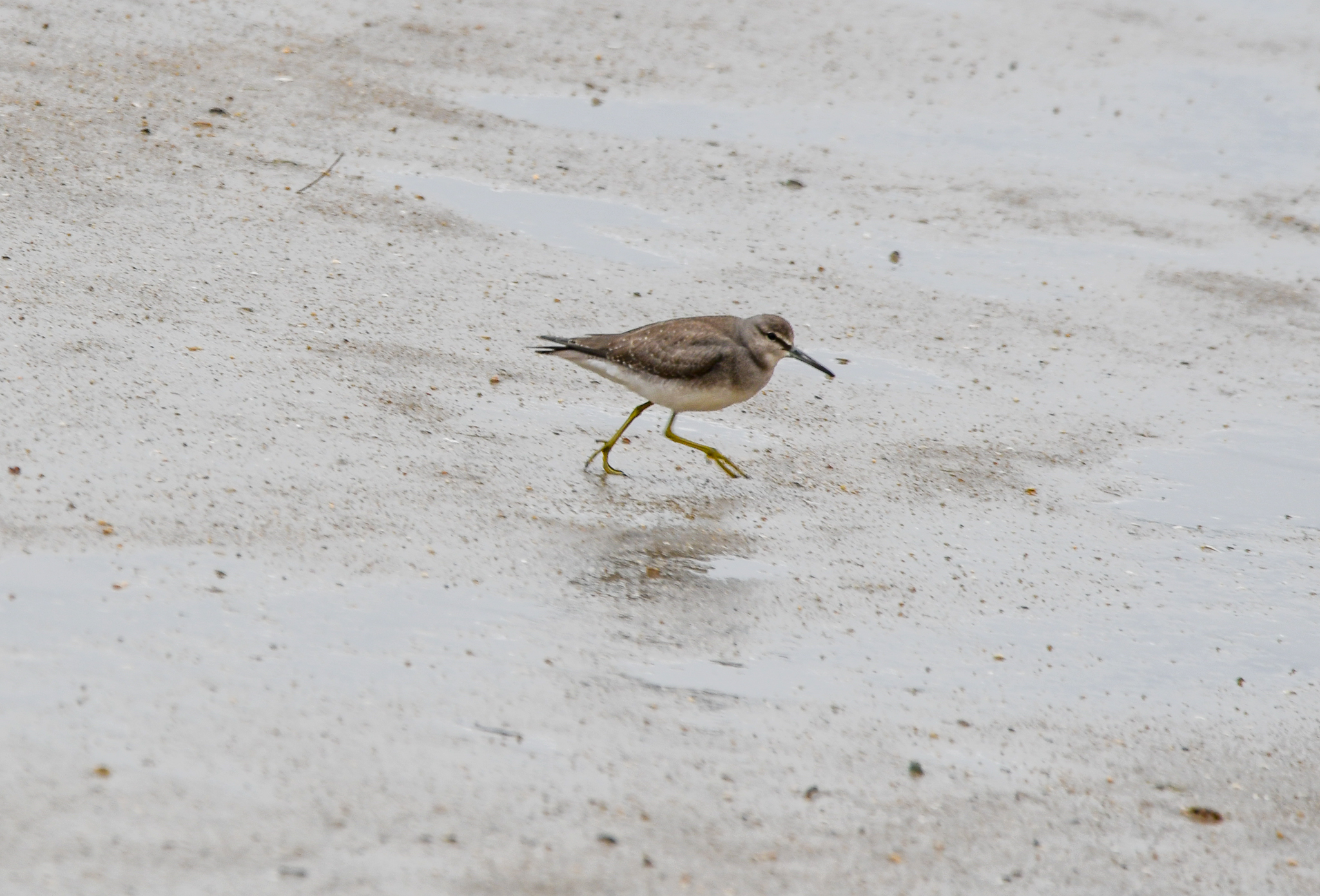 Grey-tailed Tattler